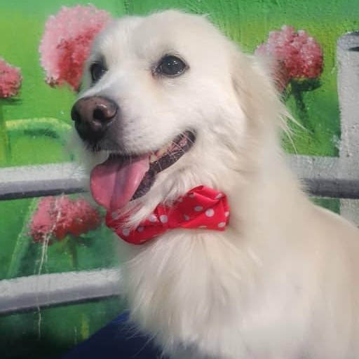 Mr. Fluffy Leon, a Adoptable mixed breed in toronto, ON image 1/5