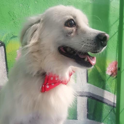 Mr. Fluffy Leon, a Adoptable mixed breed in toronto, ON image 4/5