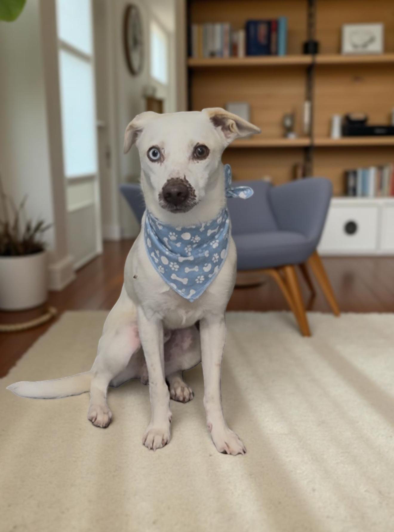 Jaxx, Adoptable, Young Male Whippet.