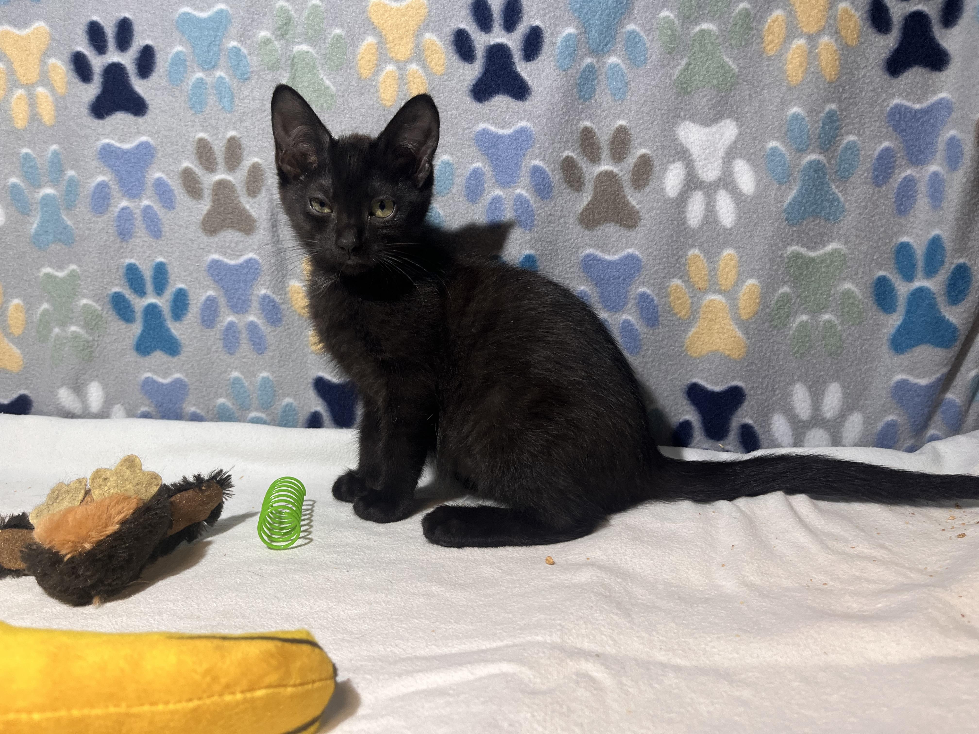 Enlarge Troy, a Adoption Pending Domestic Short Hair in Goodlettsville, TN image 1/6