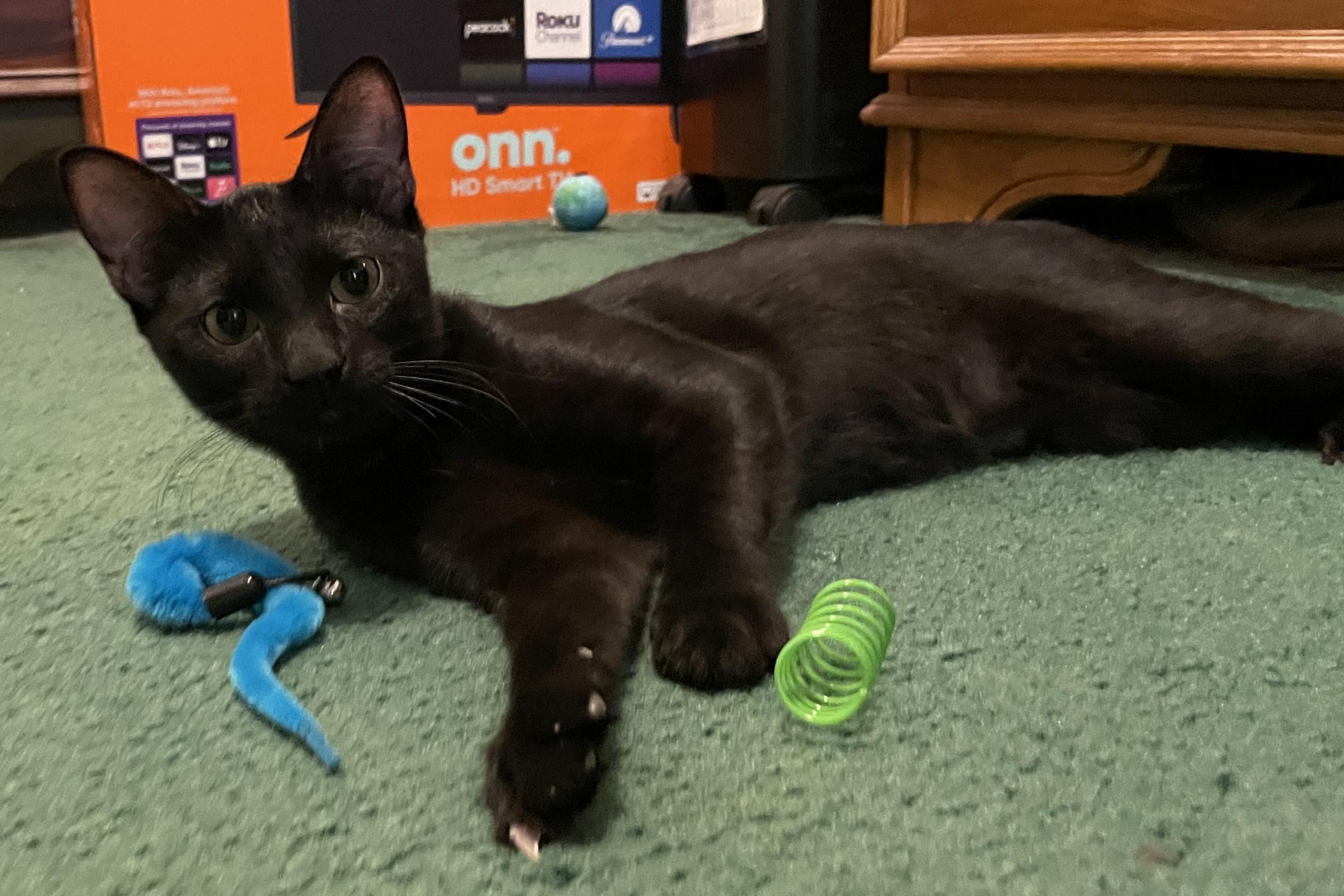 Enlarge Troy, a Adoption Pending Domestic Short Hair in Goodlettsville, TN image 2/6
