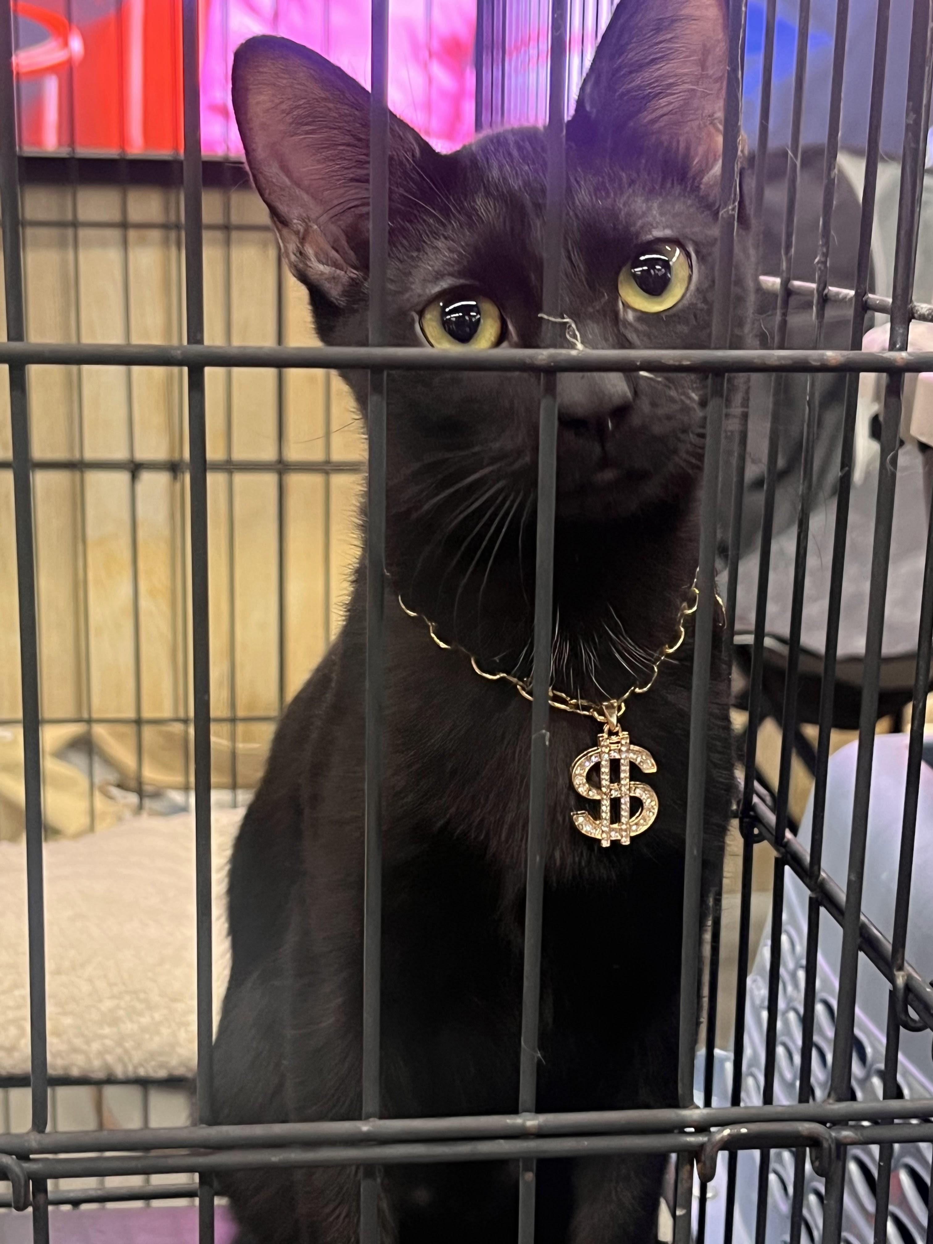Enlarge Troy, a Adoption Pending Domestic Short Hair in Goodlettsville, TN image 3/6