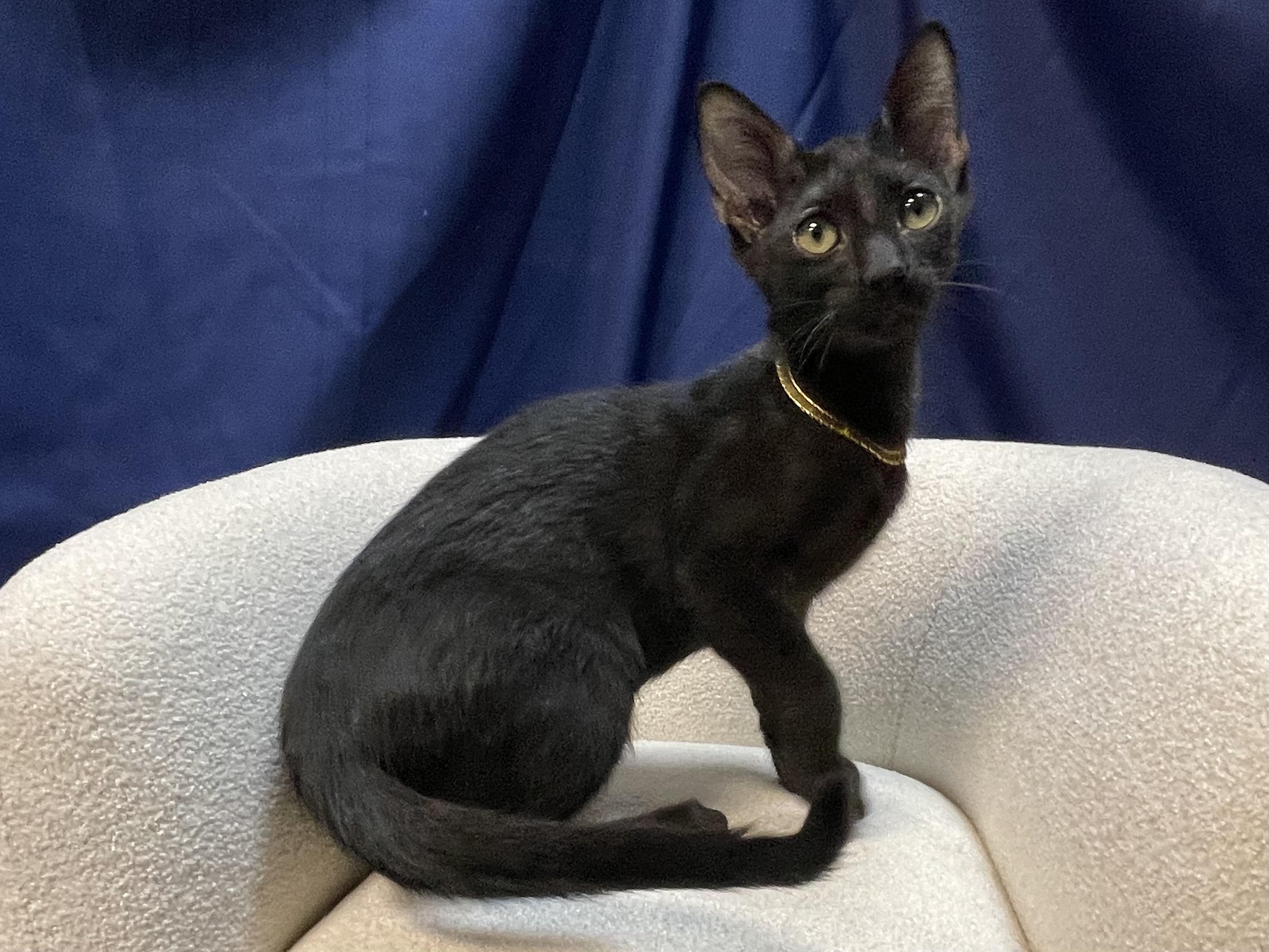 Enlarge Troy, a Adoption Pending Domestic Short Hair in Goodlettsville, TN image 5/6