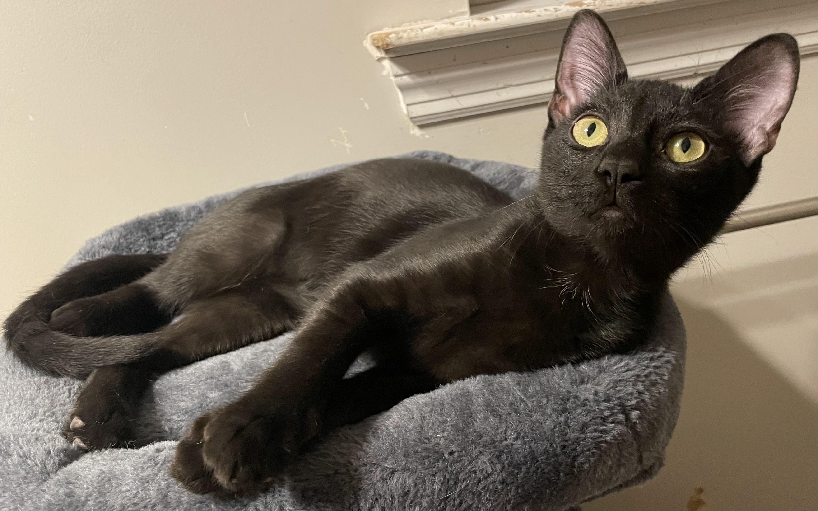 Enlarge Troy, a Adoption Pending Domestic Short Hair in Goodlettsville, TN image 6/6