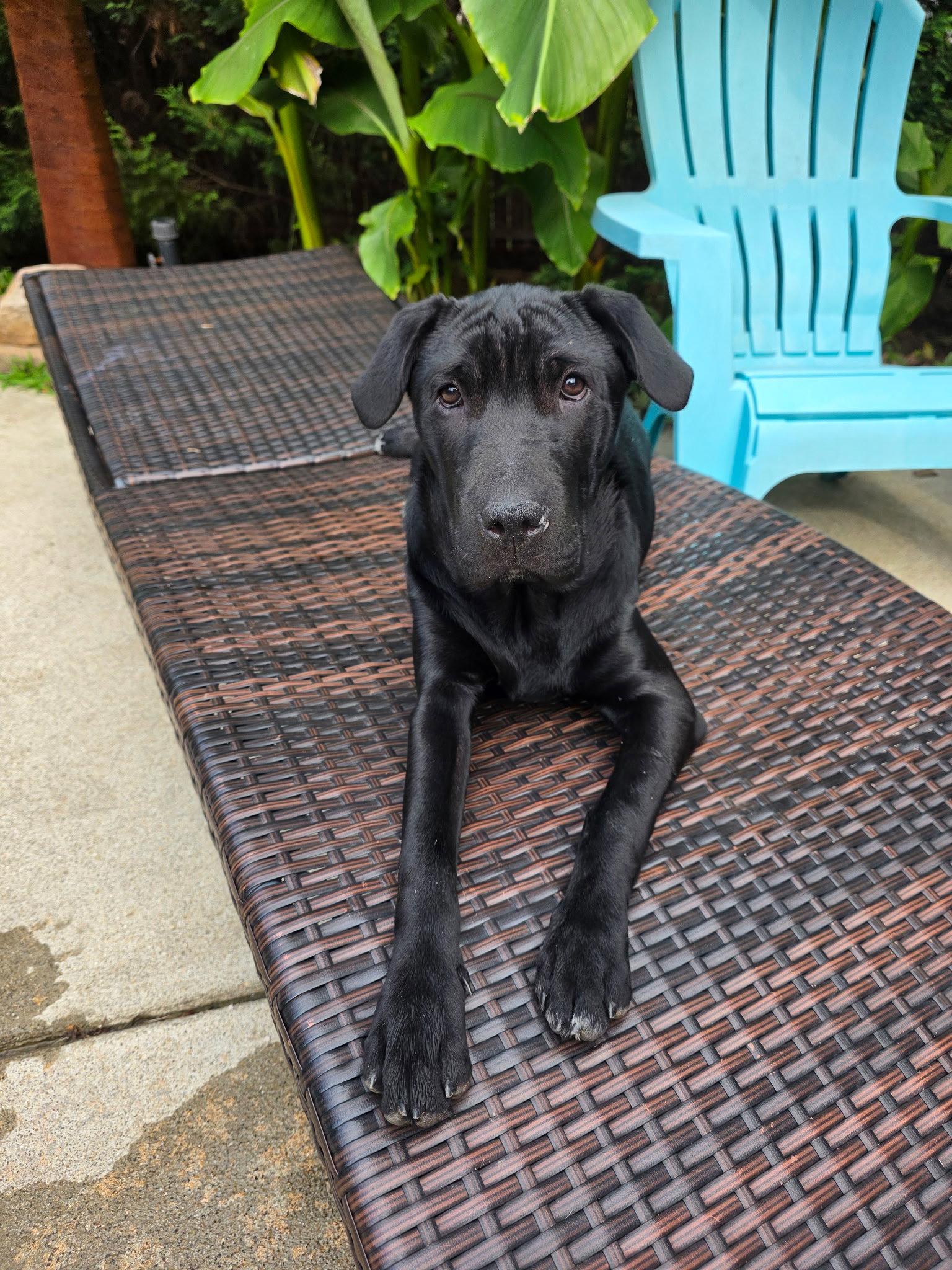 Enlarge Priya, a Adoptable mixed breed in Woodstock, GA image 2/2