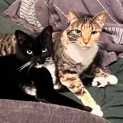 Bahstet and Kasha, ADOPTABLE, Adult Female Domestic Short Hair.