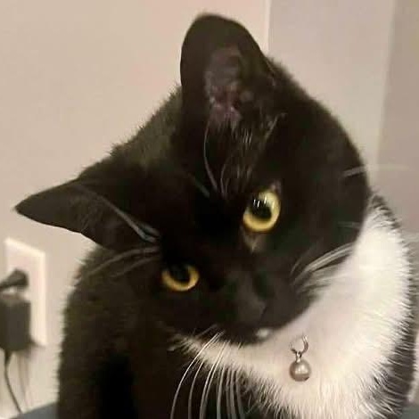 Enlarge Bahstet and Kasha, a ADOPTABLE Domestic Short Hair in Beaufort, SC image 3/4