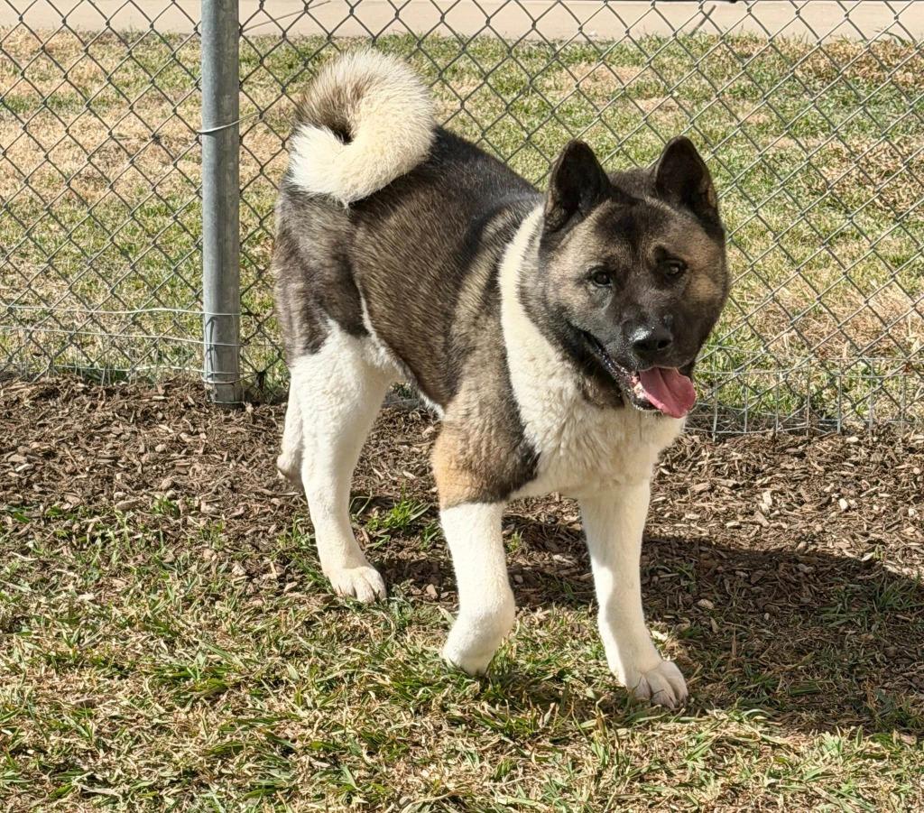 Sushi*, Adoptable, Adult Male Akita.