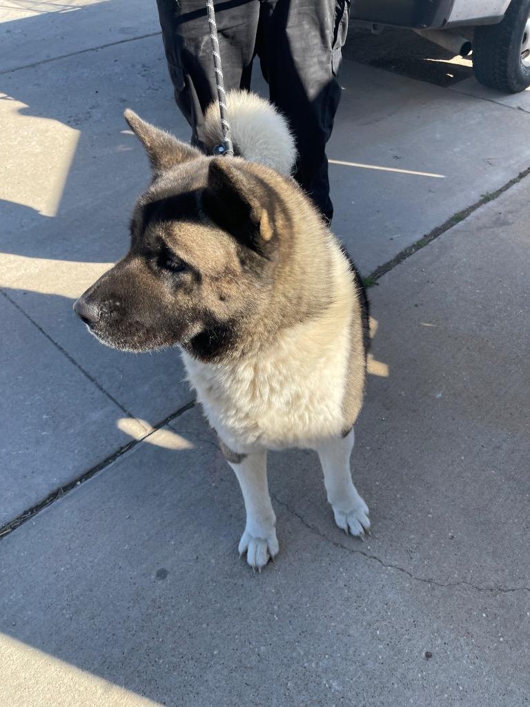 Enlarge Sushi*, a Adoptable Akita in Belton, TX image 2/2