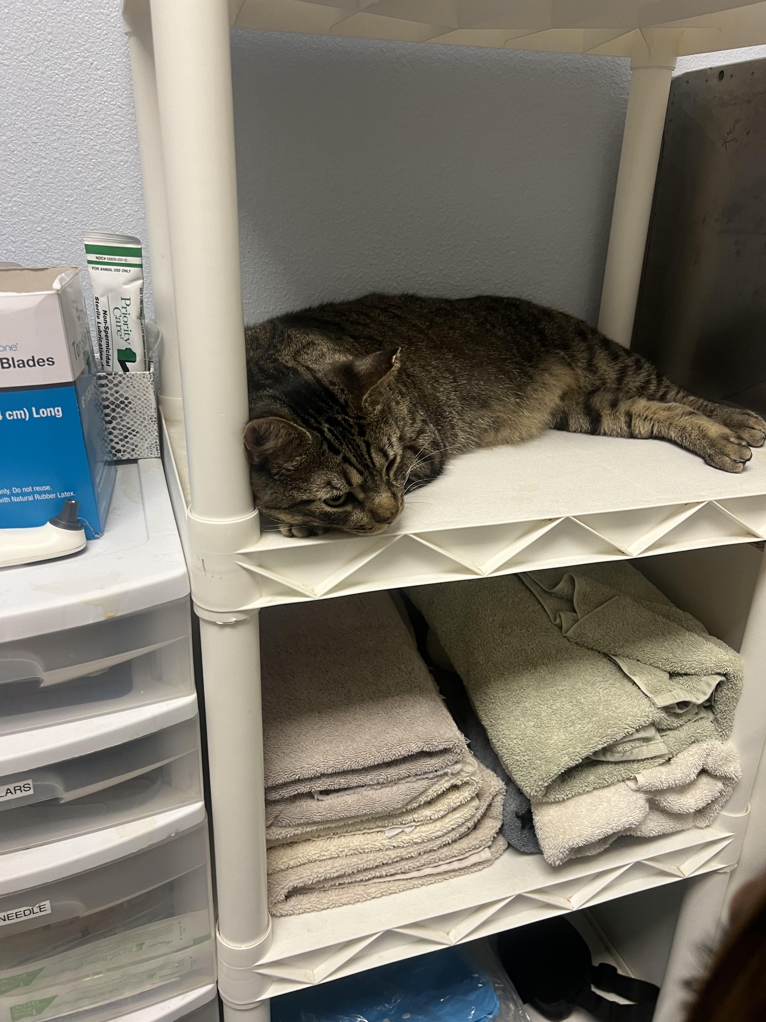 Bandito, Adoptable, Adult Male Domestic Short Hair.