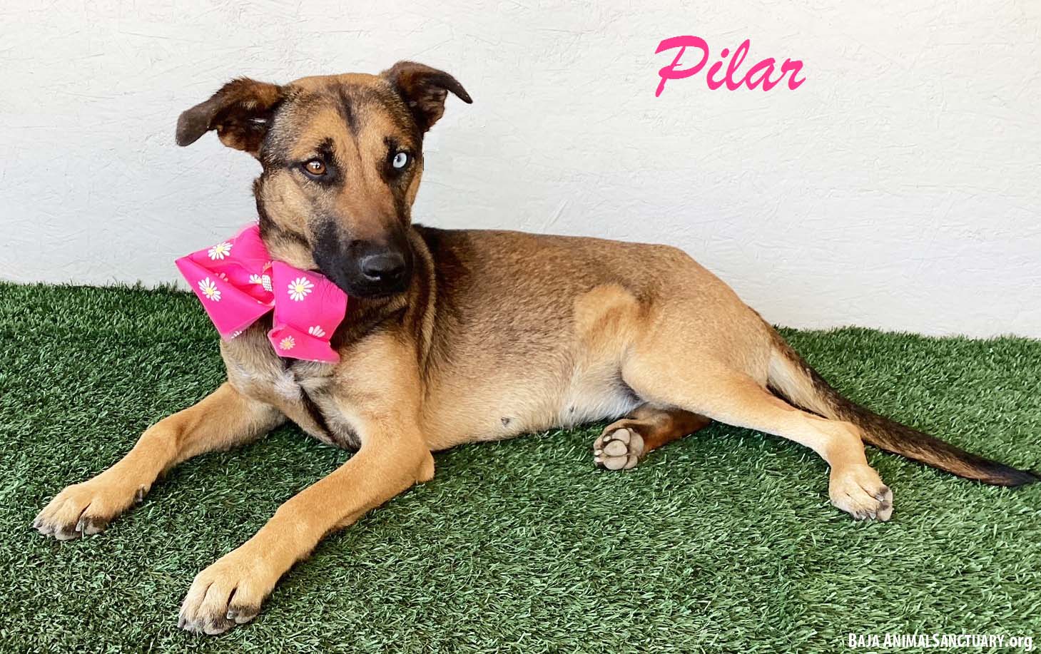 Pilar, a Adoptable mixed breed in San Diego, CA image 1/3