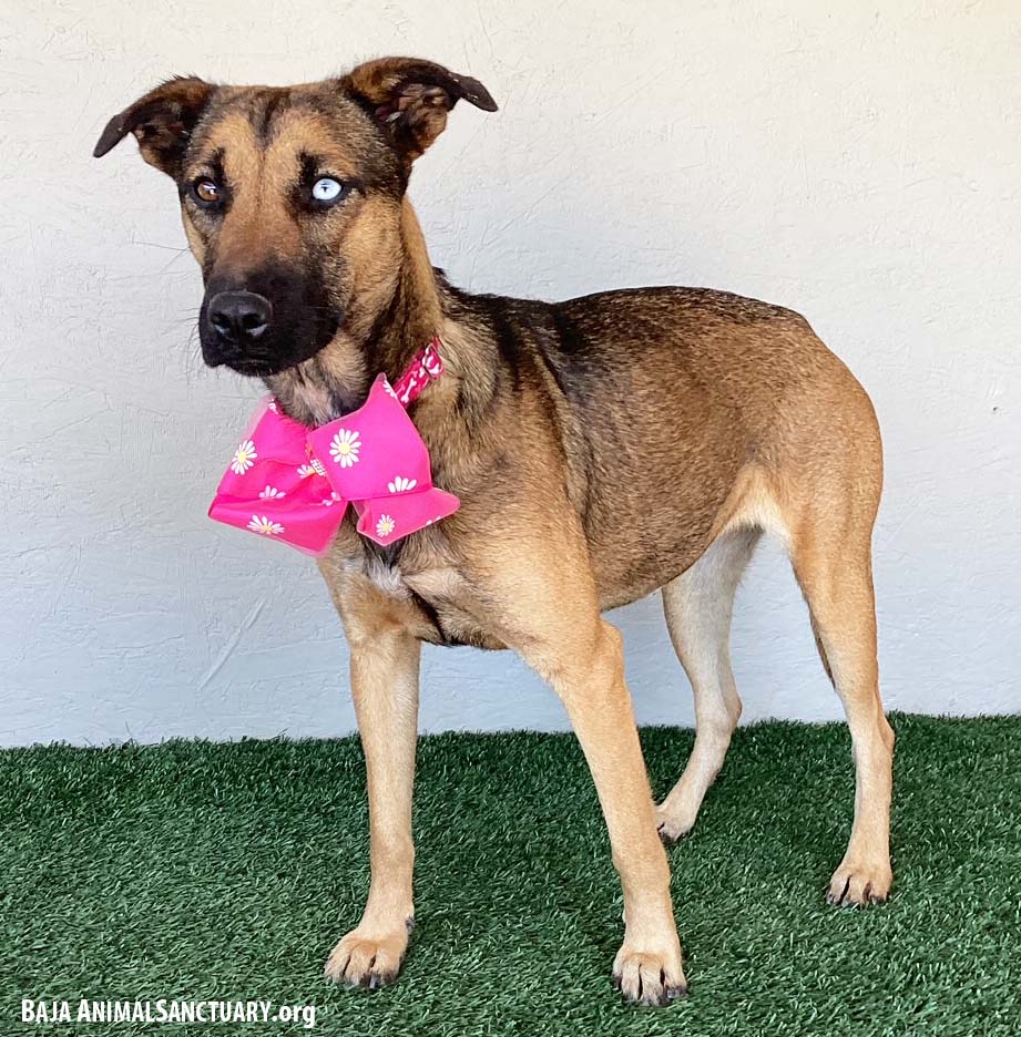 Pilar, a Adoptable mixed breed in San Diego, CA image 2/3