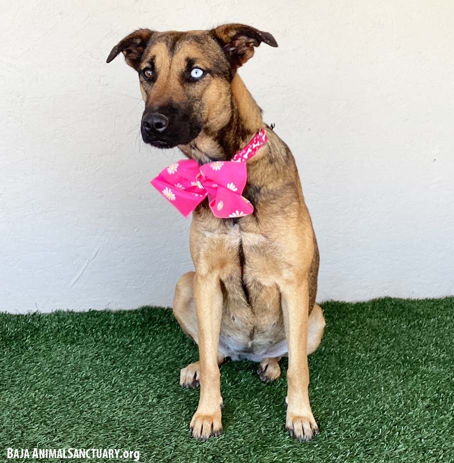 Pilar, a Adoptable mixed breed in San Diego, CA image 3/3