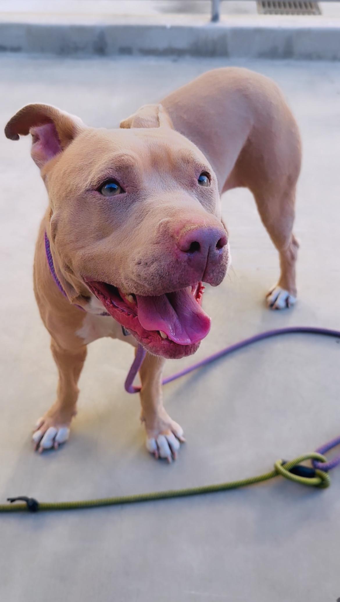 Hazel, Adoptable, Adult Female Pit Bull Terrier.