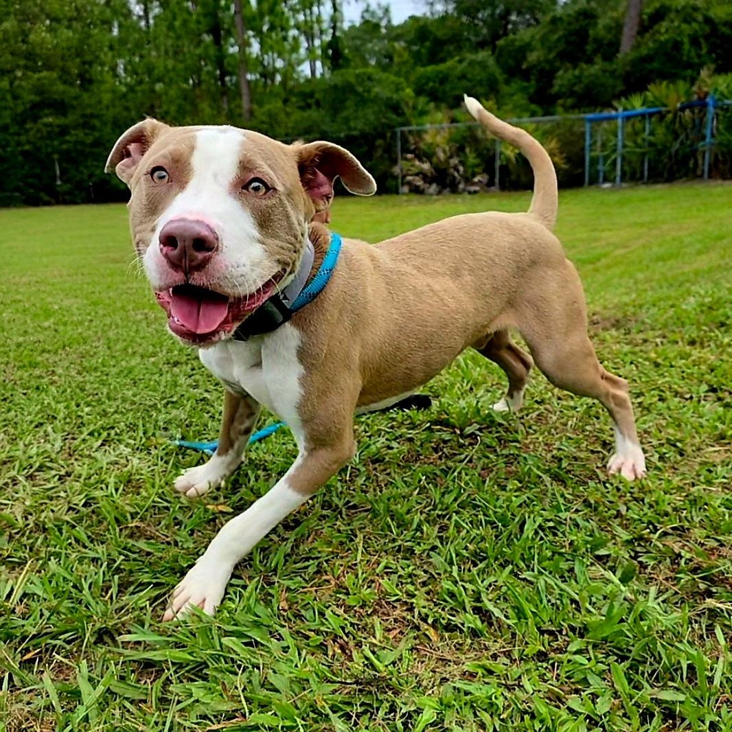 Enlarge Kane, a ADOPTABLE Terrier in St. Augustine, FL image 2/6