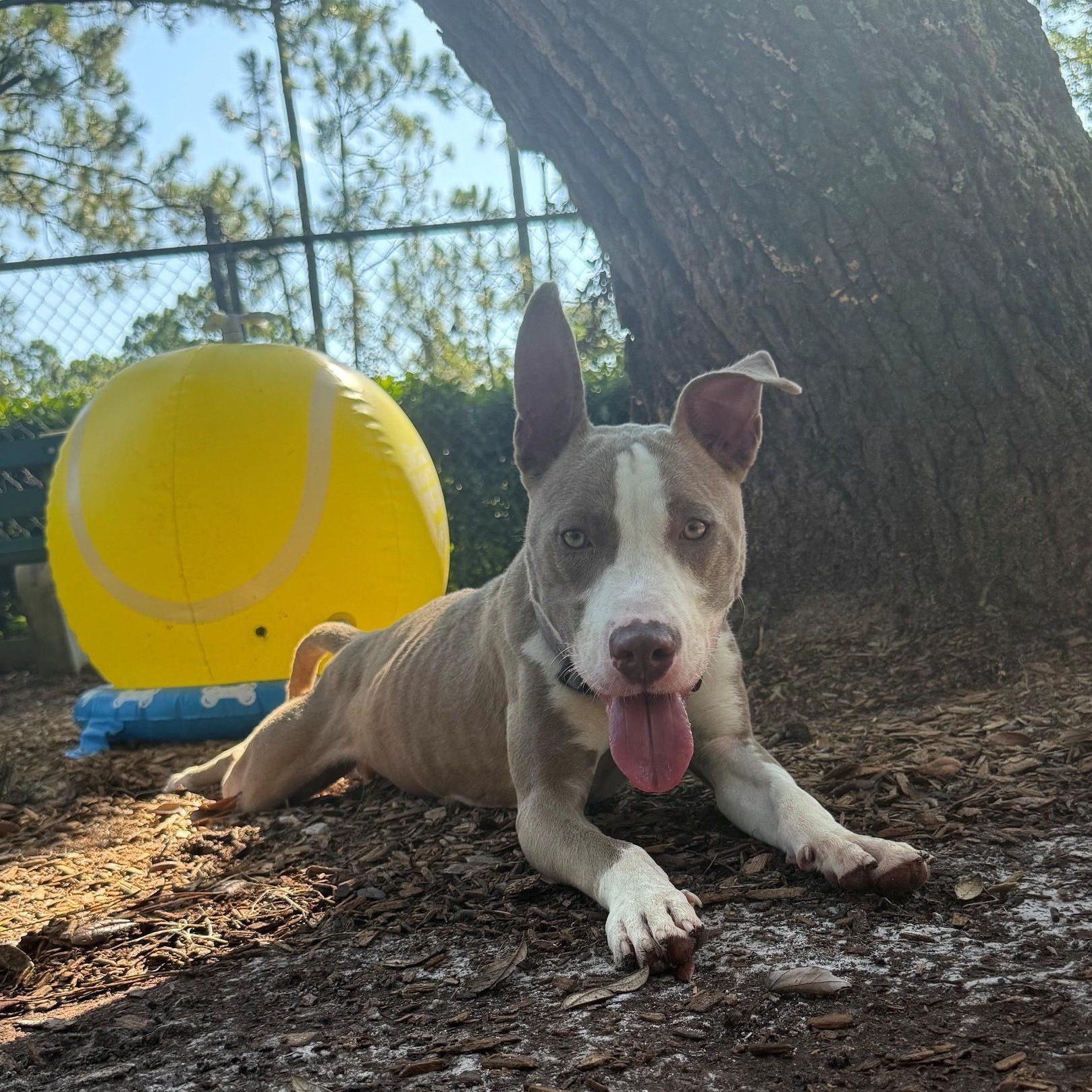 Enlarge Kane, a ADOPTABLE Terrier in St. Augustine, FL image 3/6