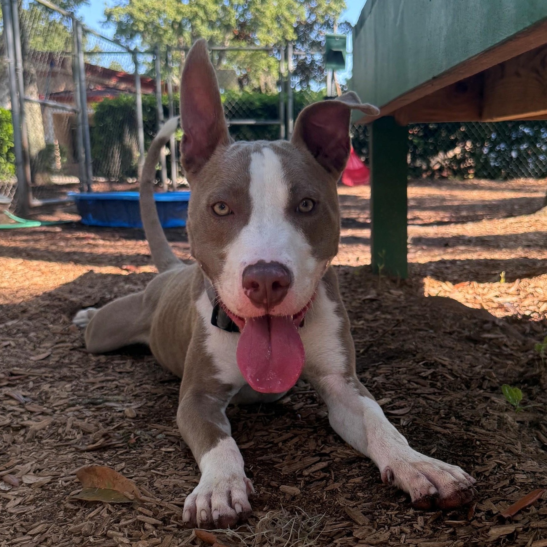 Kane, ADOPTABLE, Adult Male Terrier.