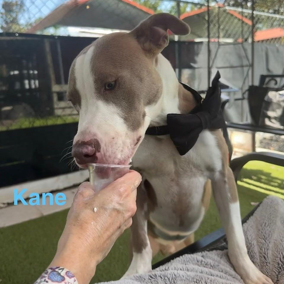 Enlarge Kane, a ADOPTABLE Terrier in St. Augustine, FL image 6/6
