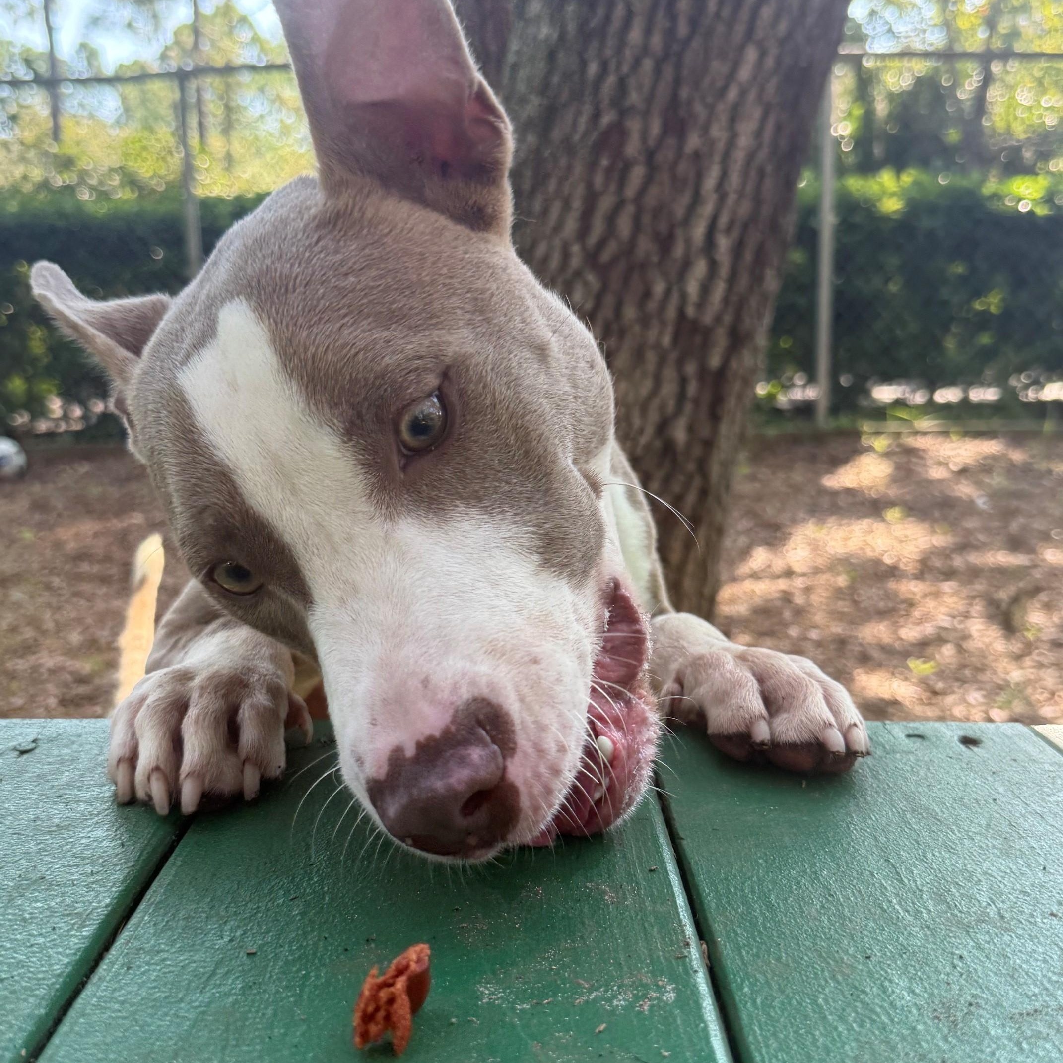 Enlarge Kane, a ADOPTABLE Terrier in St. Augustine, FL image 5/6