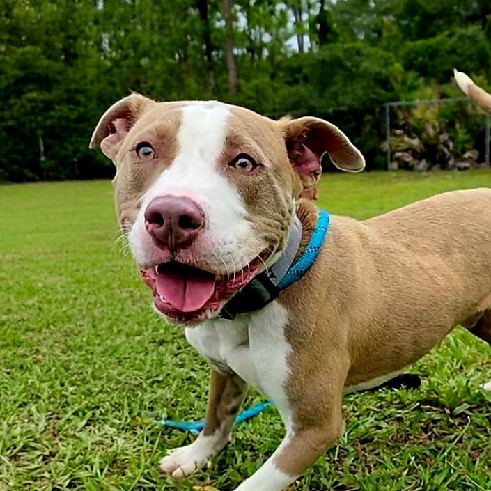 Enlarge Kane, a ADOPTABLE Terrier in St. Augustine, FL image 4/6