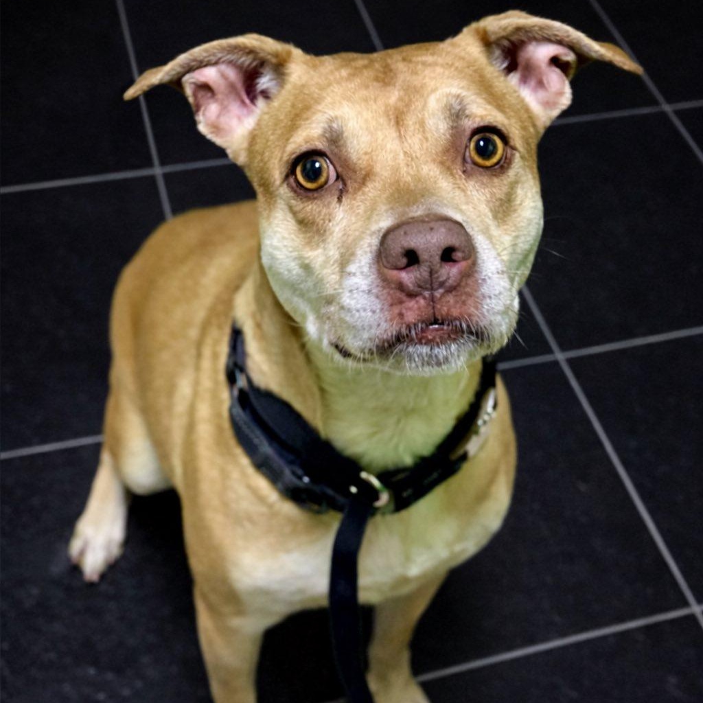Luna, ADOPTABLE, Adult Female Pit Bull Terrier.