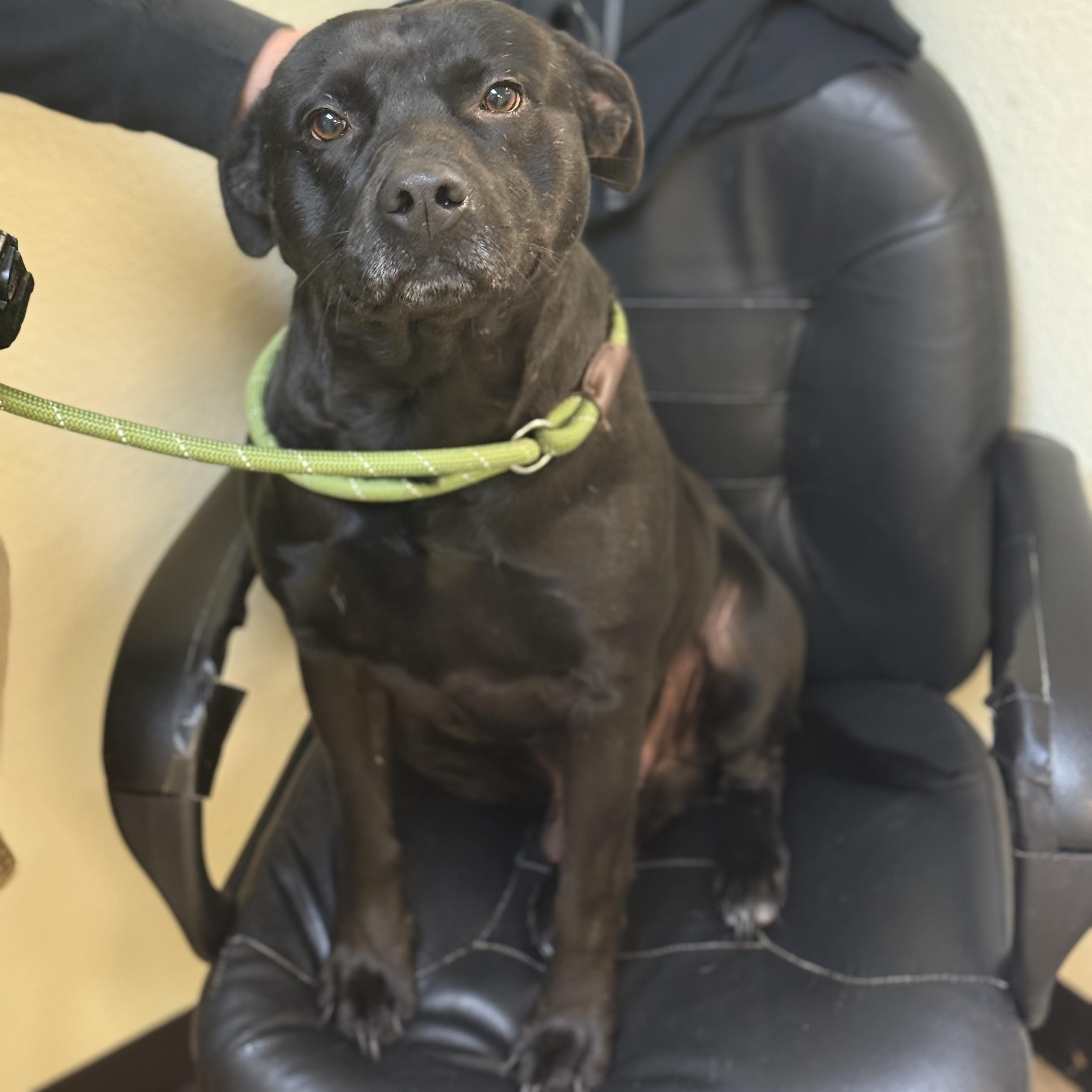 Enlarge Tucker 11839, a Adoptable mixed breed in Elberton, GA image 3/3