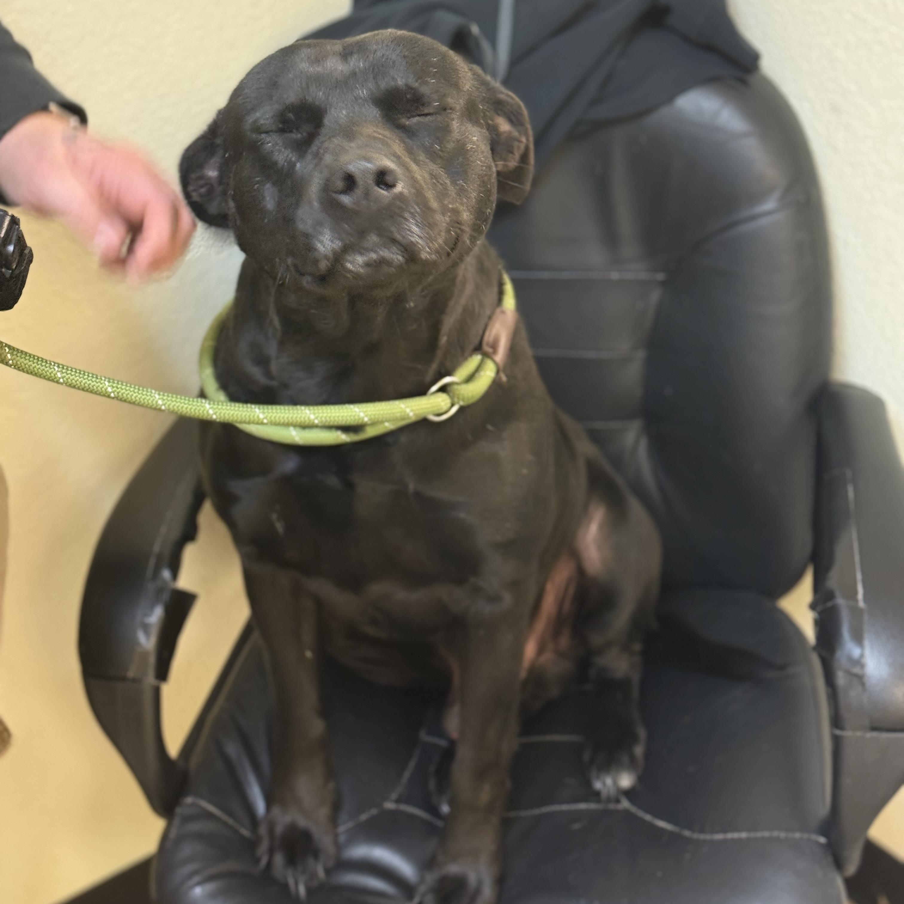 Enlarge Tucker 11839, a Adoptable mixed breed in Elberton, GA image 2/3