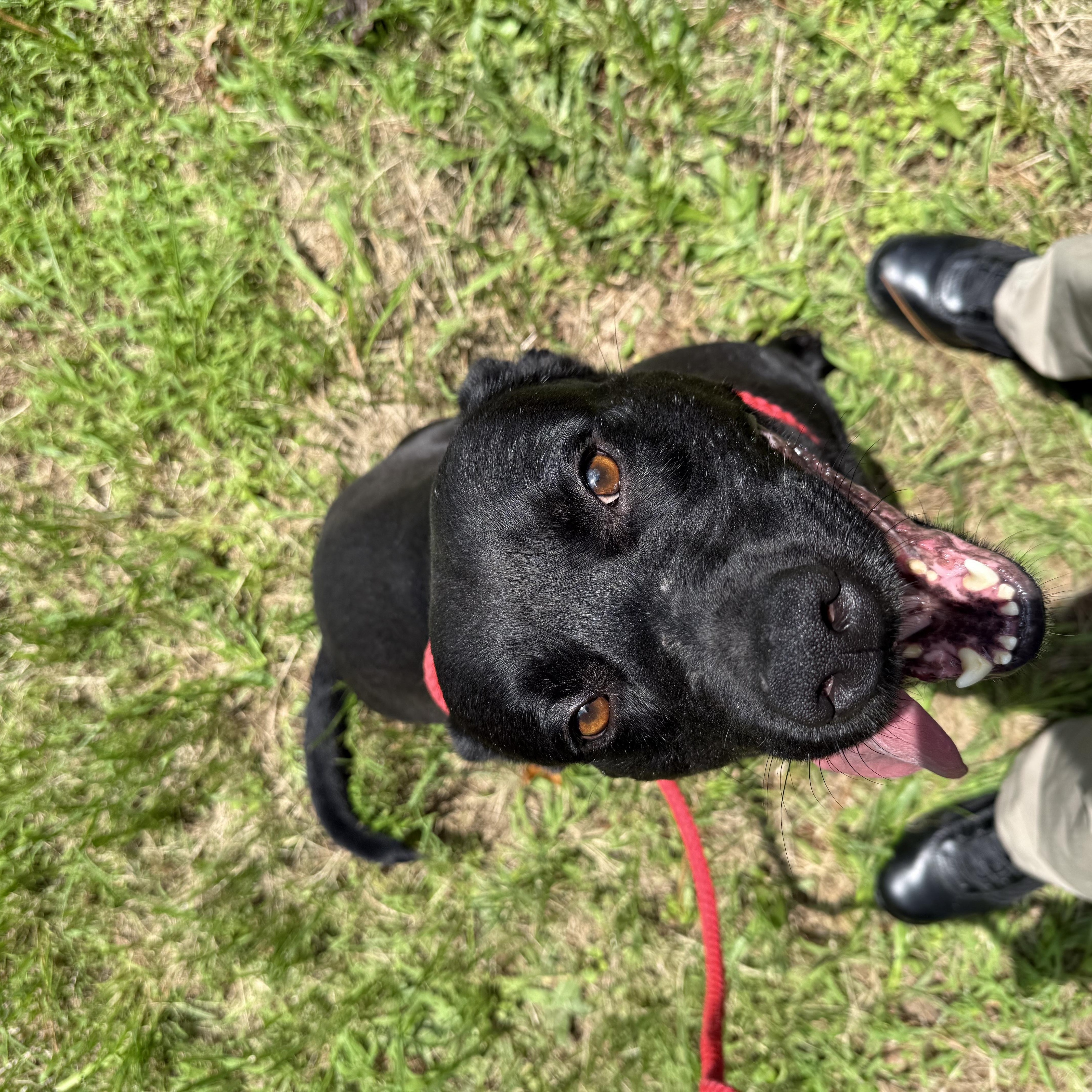 Tucker 11839, Adoptable, Young Male American Staffordshire Terrier.