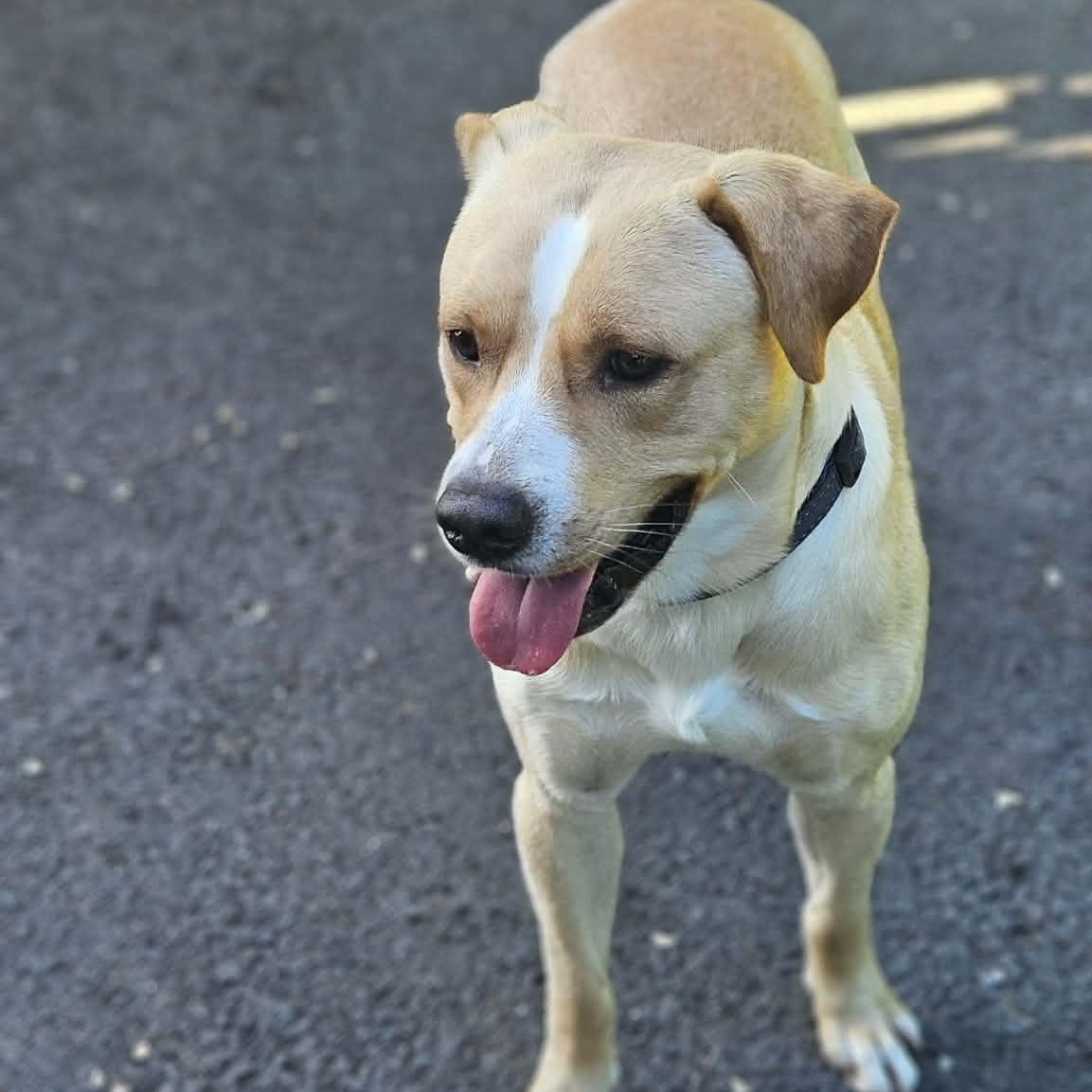 Powder, a ADOPTABLE mixed breed in Glastonbury, CT image 3/4