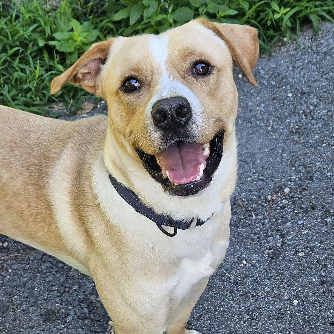 Powder, a ADOPTABLE mixed breed in Glastonbury, CT image 2/4