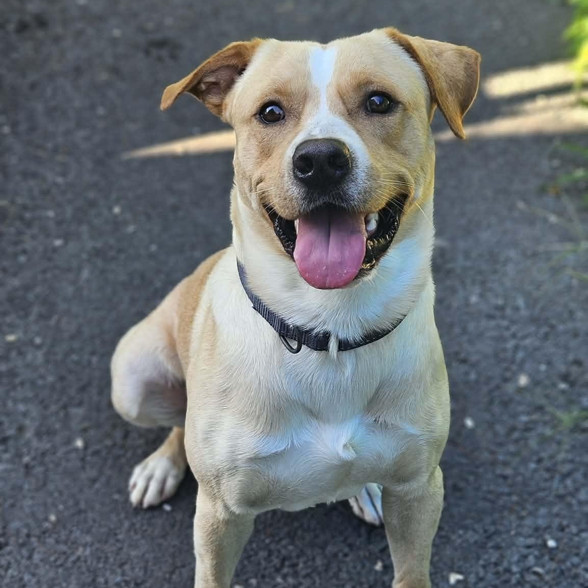 Powder, ADOPTABLE, Young Male Labrador Retriever & Retriever.