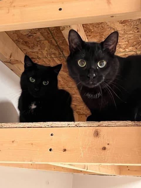 Mickey & Minnie, Adoptable, Adult Male Domestic Short Hair.