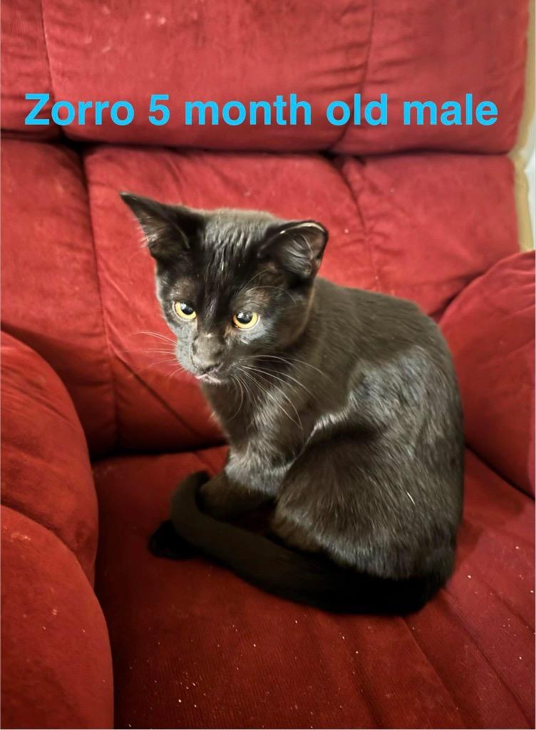 Zorro, Adopted, Kitten Male Domestic Short Hair.