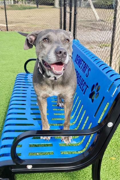 Joy - 1, Adoptable, Adult Female Pit Bull Terrier & Mixed Breed.