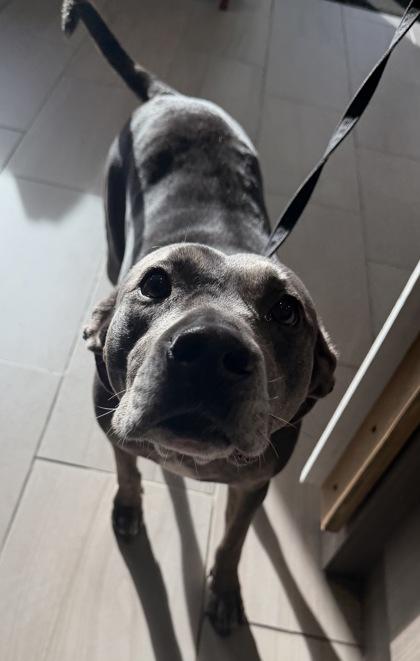 Enlarge Joy - 1, a Adoptable mixed breed in Daytona Beach, FL image 1/1