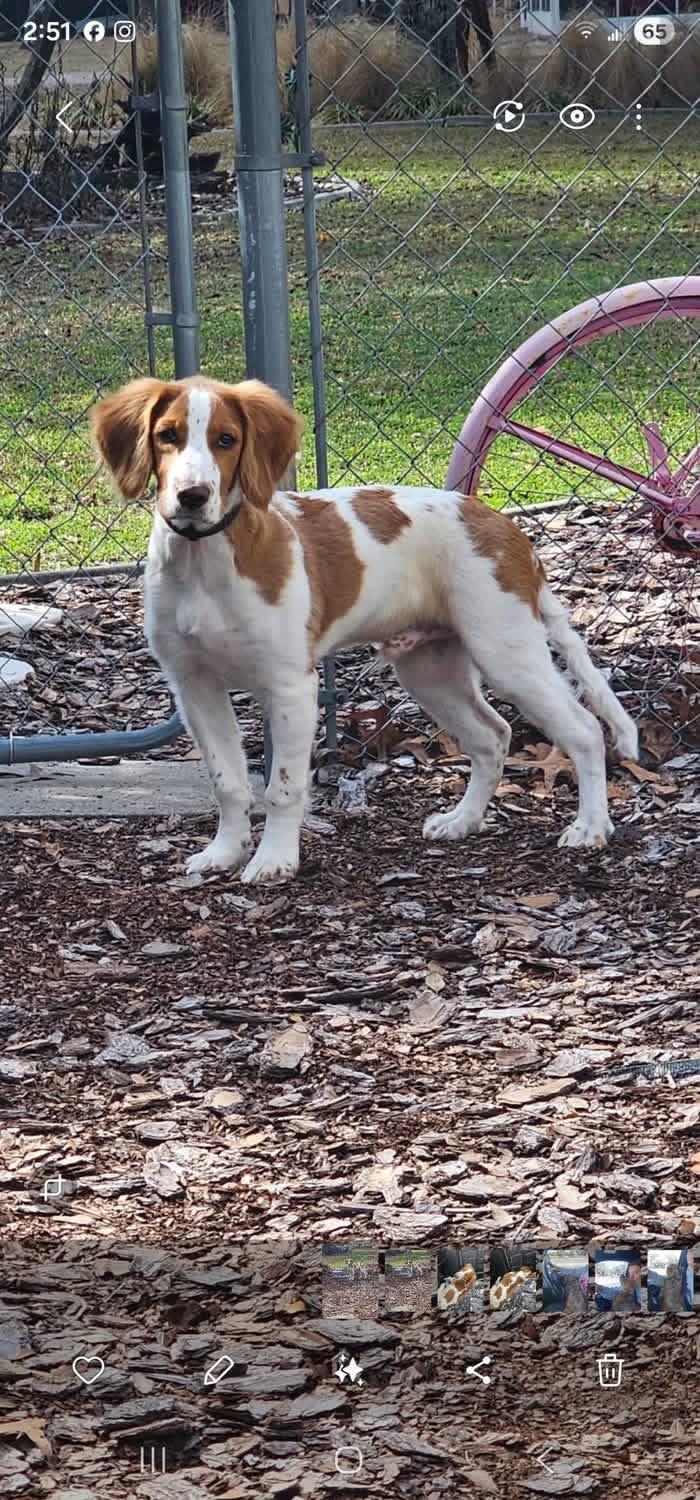 Enlarge Popcorn, an adopted Brittany Spaniel in Lutz, FL image 2/3