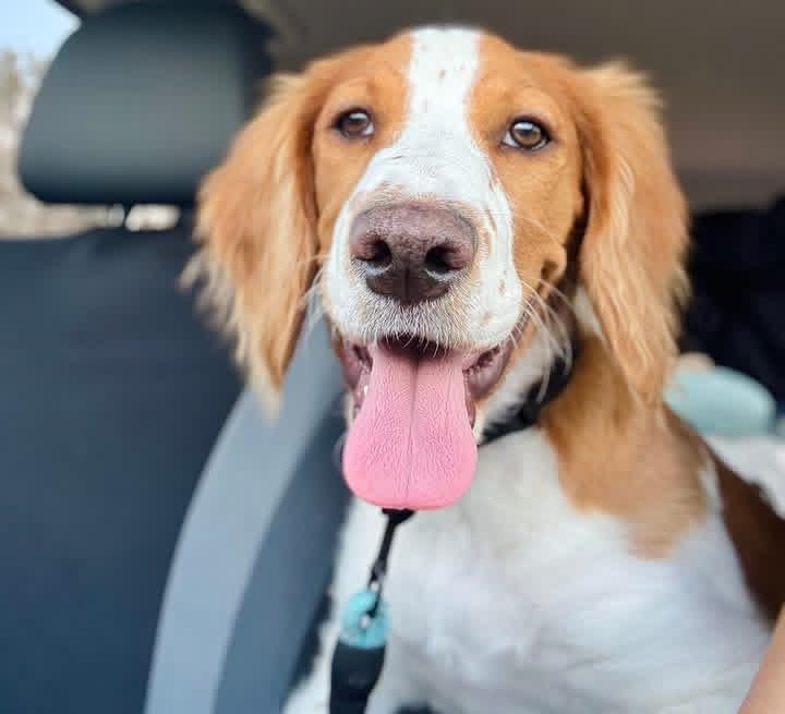 Enlarge Popcorn, an adopted Brittany Spaniel in Lutz, FL image 3/3