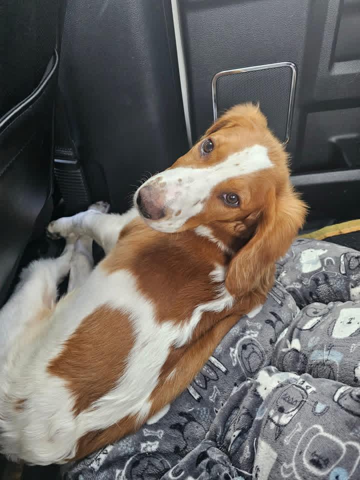 Popcorn, adopted, Puppy Male Brittany Spaniel.