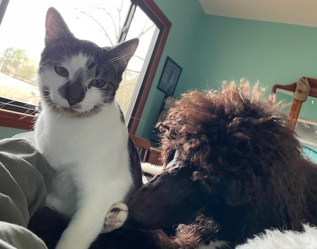 Fortnite - Athens, GA, a Adoptable mixed breed in Athens, GA image 2/6