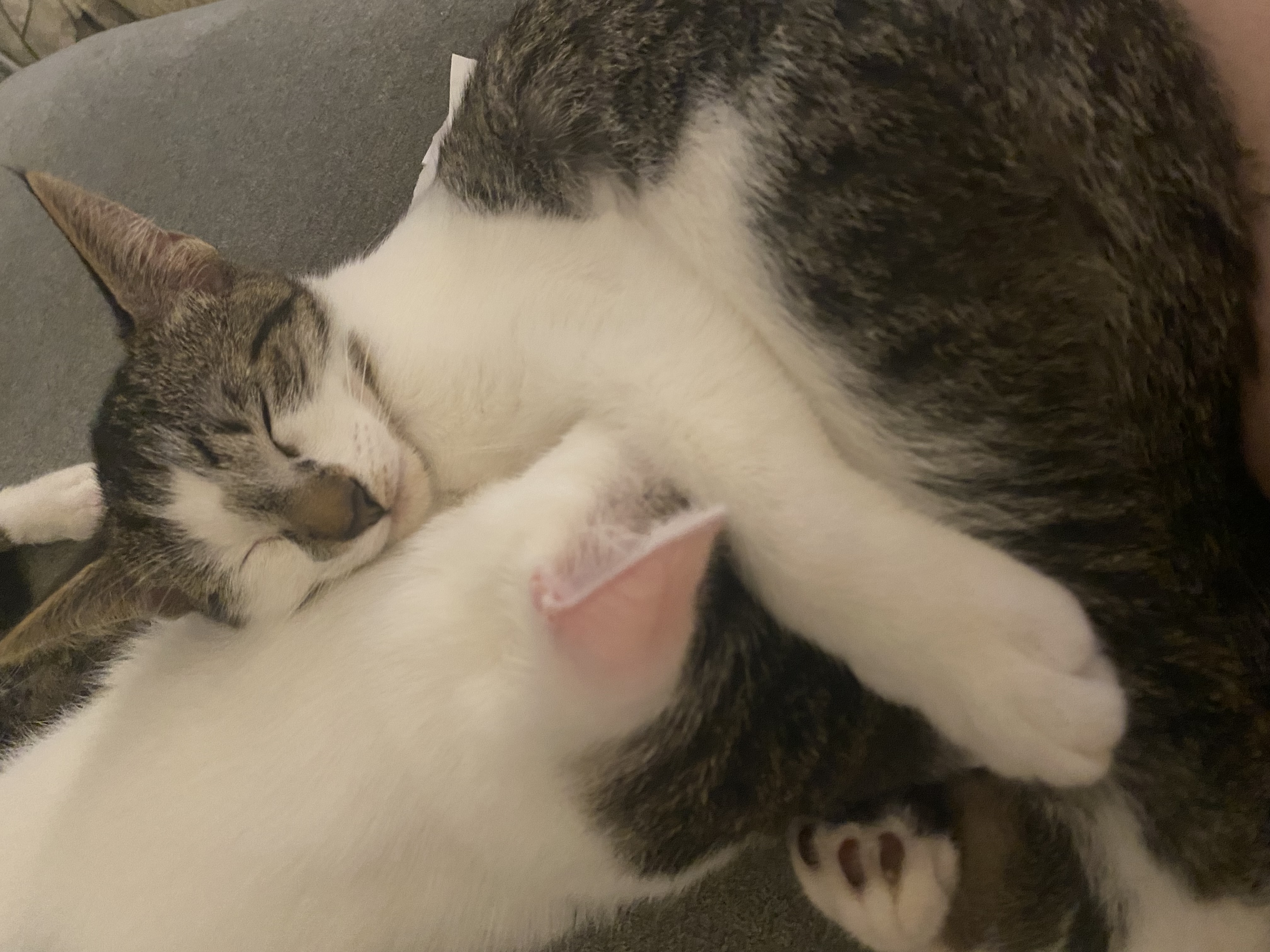 Fortnite - Athens, GA, a Adoptable mixed breed in Athens, GA image 6/6