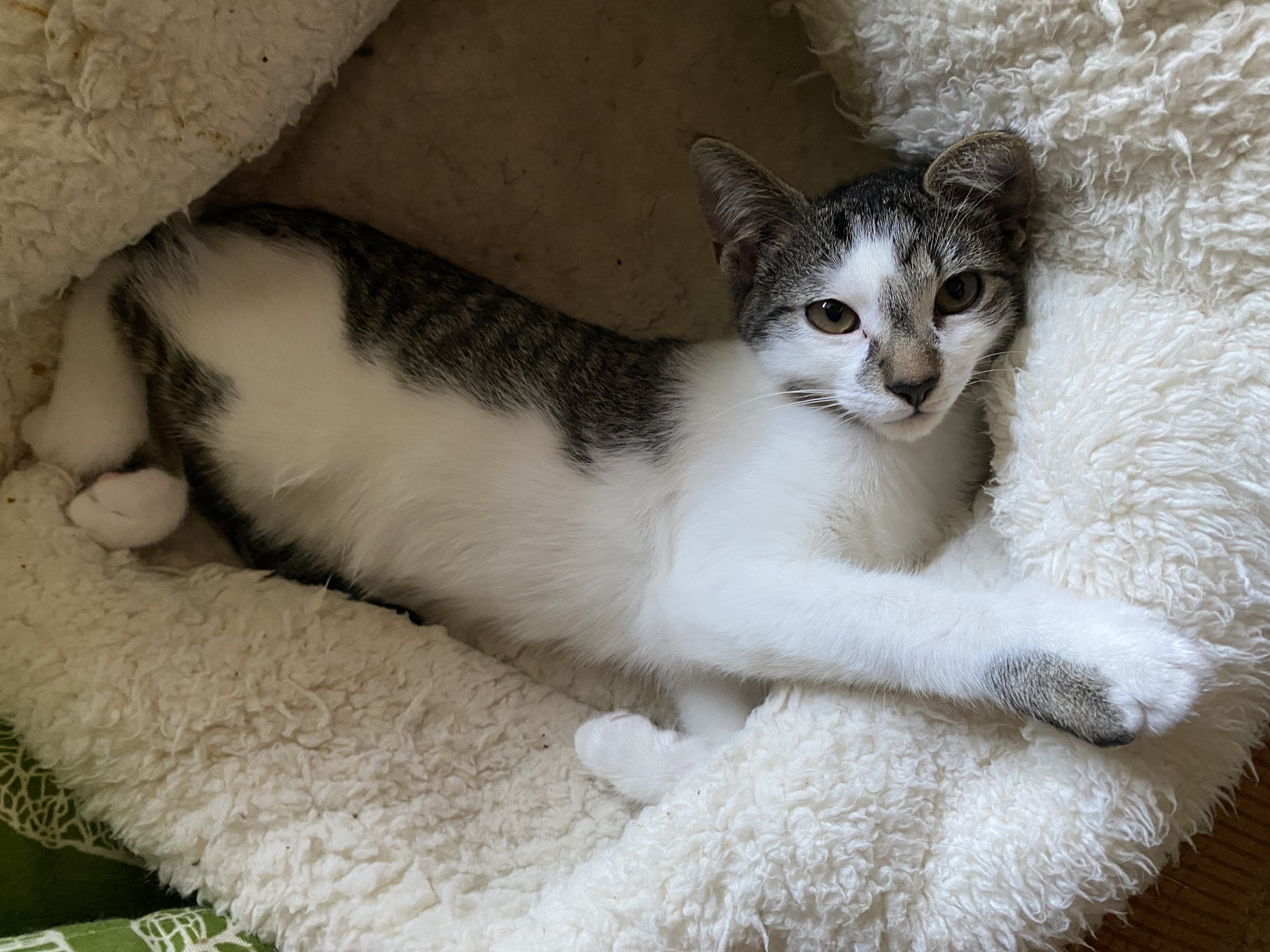 Fortnite - Athens, GA, a Adoptable mixed breed in Athens, GA image 3/6