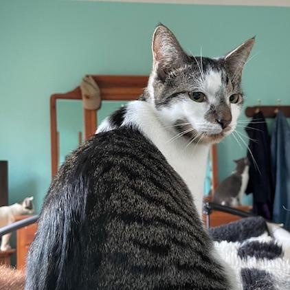 Fortnite - Athens, GA, Adoptable, Young Male Domestic Short Hair & Tabby.