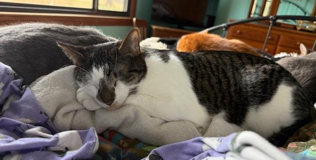 Enlarge Fortnite - Athens, GA, a Adoptable mixed breed in Athens, GA image 5/6