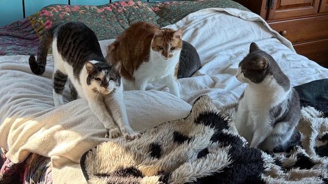 Enlarge Fortnite - Athens, GA, a Adoptable mixed breed in Athens, GA image 4/6