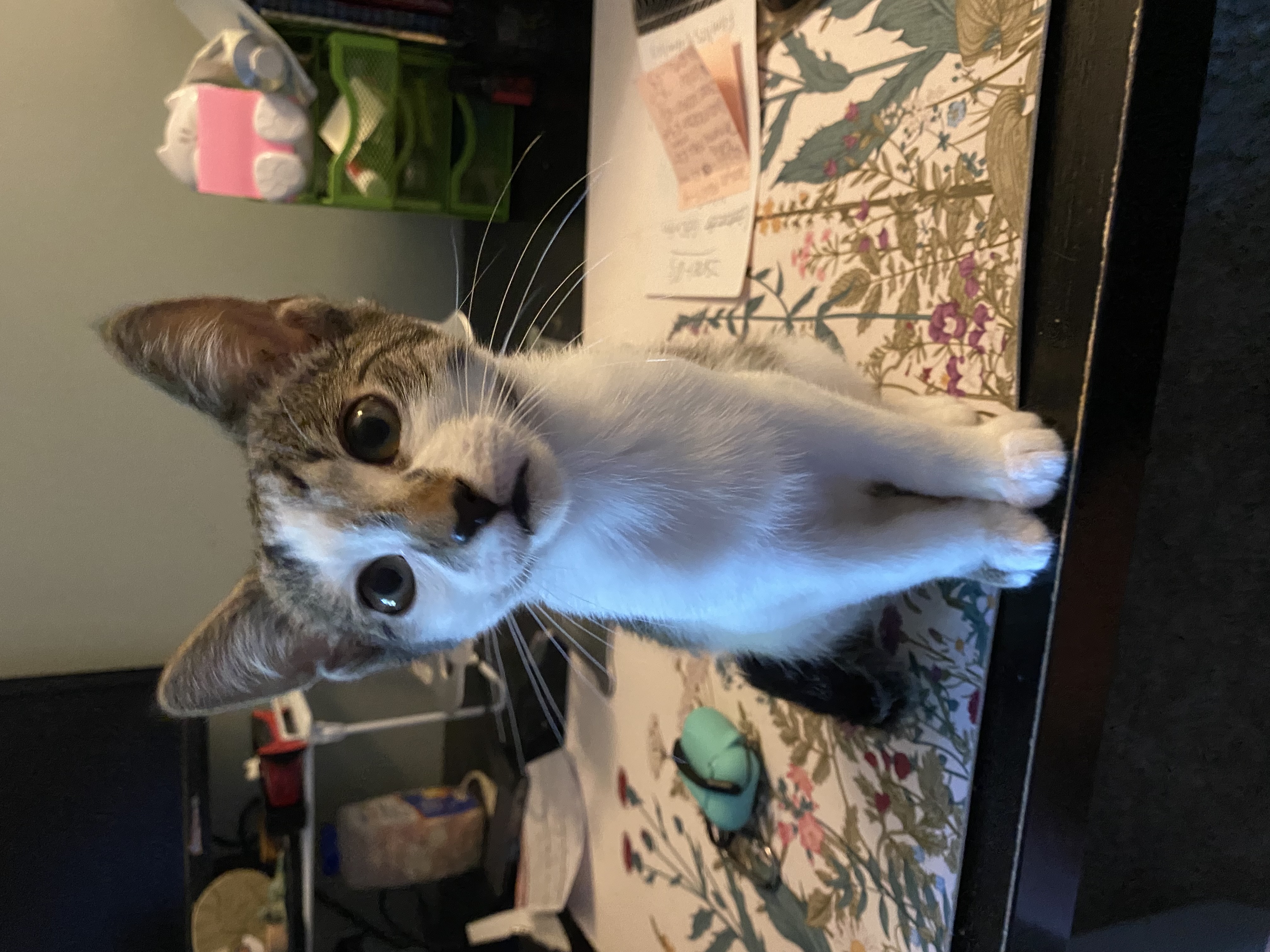 Fortnite - Athens, GA, a Adoptable mixed breed in Athens, GA image 5/6