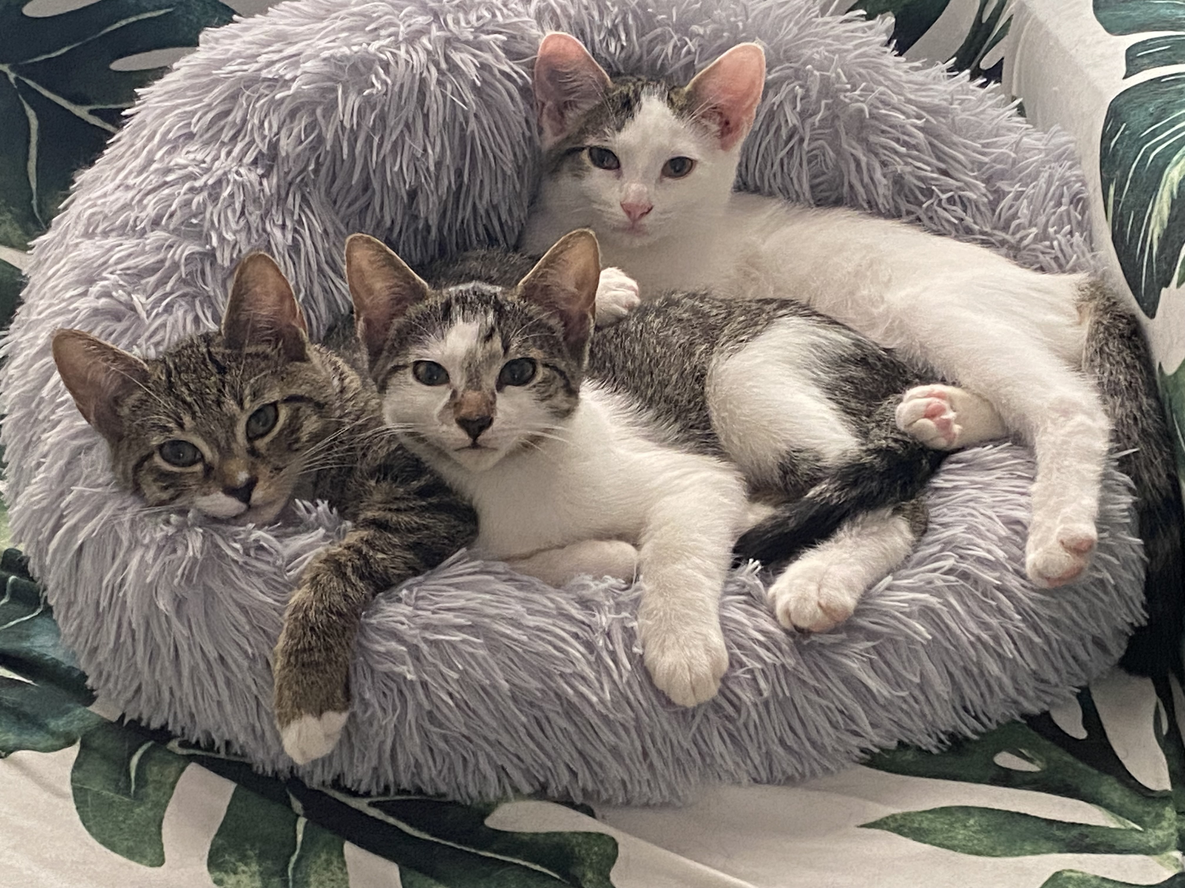 Fortnite - Athens, GA, a Adoptable mixed breed in Athens, GA image 4/6