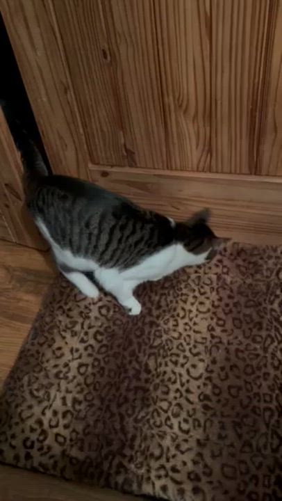 Enlarge Fortnite - Athens, GA, a Adoptable mixed breed in Athens, GA video 6/6