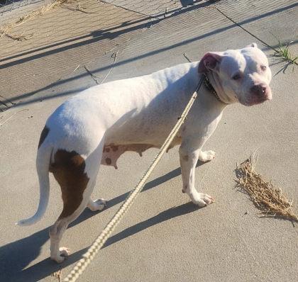 Fancy, Adoptable, Adult Female Pit Bull Terrier.