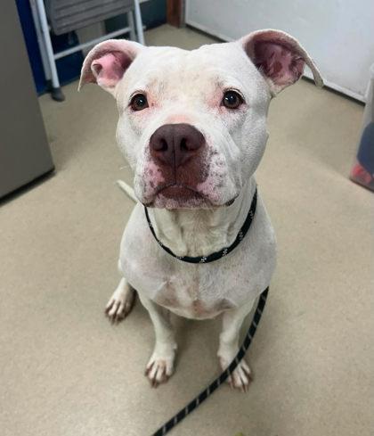 Enlarge Fancy, a Adoptable Pit Bull Terrier in Sullivan, IN image 2/2