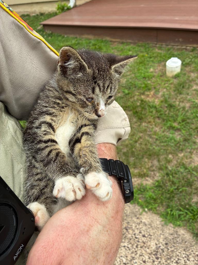 Fish, Adoptable, Kitten Male Domestic Short Hair.